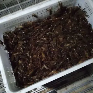 达州小龙虾批发市场价格全国包邮-龙虾***格-哪里有龙虾批发