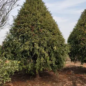 10-20高红豆杉小苗,30-50高红豆杉