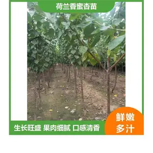 山东杏树苗价格_杏树苗新品种_荷兰香蜜杏苗特性