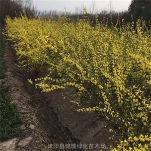 ��������� ���������繩Ӧ�� �����������������г�