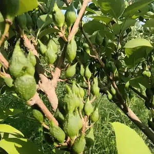 河南三门峡大果连翘苗 卢氏连翘苗 药用3号连翘苗 高产连翘苗品种