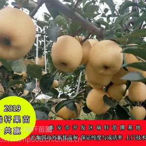 自根砧维纳斯黄金苹果树苗 优势在哪里?