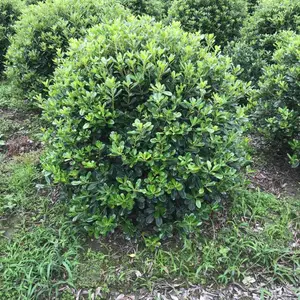 成都海桐球苗木价格 郫都区灌木球型批发-名川园艺场苗圃基地 最新海桐球批发报价 海桐球价格