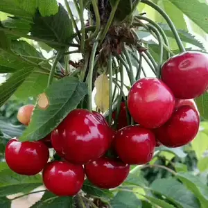 ����������ӣ���� ��ʯ֮��ӣ������ �ṩ��ֲ����