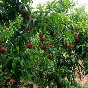 3��5�������� �޽Ӷ������� �Ժ�����