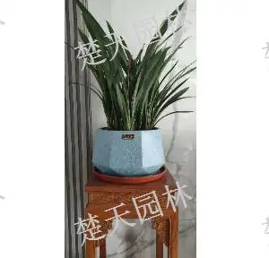 新吴区商场盆景***格 欢迎咨询 江阴楚天供应