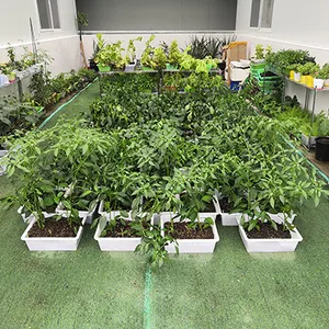 武汉叶动力 无土栽培 水培 气雾培 基质培 项目方案设计 整体建设规划 技术指导