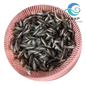 新型工厂化养殖鲈鱼种苗 亩产高 大嘴鲈鱼苗成长周期短 苗场发货