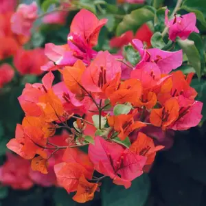 ����Ʒ������ ��� õ�� ��������÷�����նž� ��̳�����̻�ͥԺ����