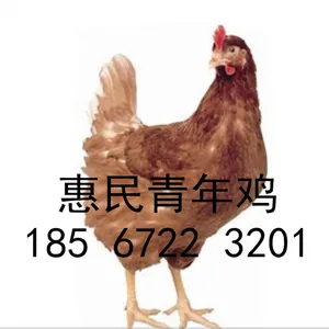 焦作60-120天各品种青年鸡厂家