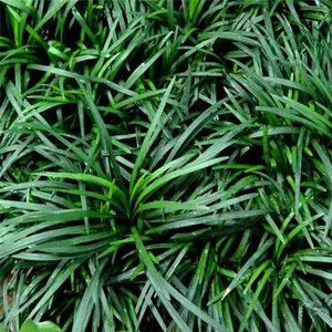 王春雷麦冬草(图)-小叶麦冬草批发-北京麦冬草批发