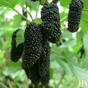 无籽大十果桑苗桑葚树苗桑树苗品种多,规格全保品种提供种植技术