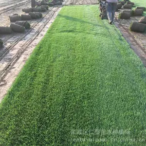 黔 东 草籽 人工草坪的铺法 高羊茅草种子图片 穗花狐尾藻