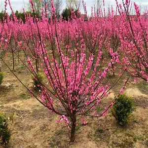 原生单杆红梅树 梅花 园林绿地庭园风景区 市政绿化树种