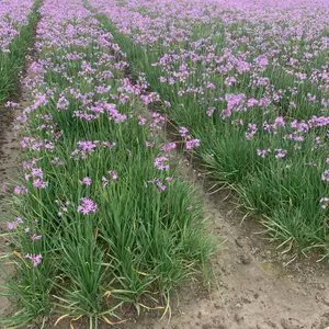 佳颖园艺 紫娇花 基地直发紫娇花 紫娇花价格优
