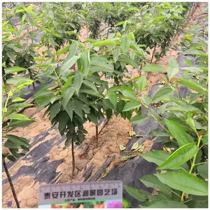 ̩��ӣ����۸� �޽Ӵ�ӣ���������Ǯһ�� ����ӣ����
