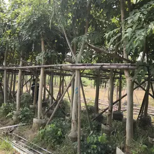 广东腊肠树产地供应商出售米径5公分6公分7公分8公分腊肠树苗