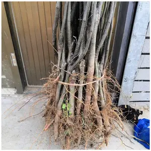 ���� ������۸� �º�һ�ź�������Ʒ������ ��ֲһ����