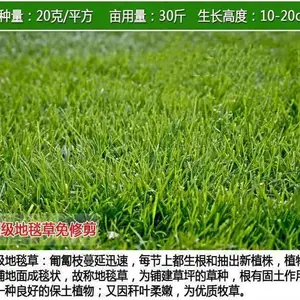 认可常青护坡绿化草种公司批发刺槐草种籽