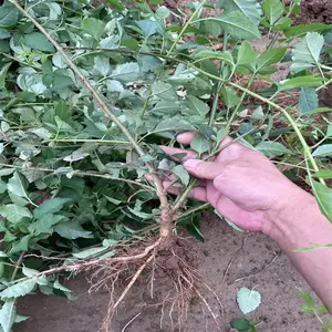 2年连翘苗哪里有 1年2年3年药用连翘苗种植基地各种规格齐全 大果高产连翘苗