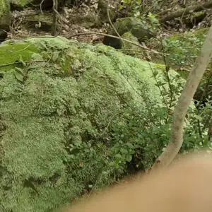 天然青苔野山石批发 园林造景原石 庭院置石 溪流驳岸假山石 厂家直供