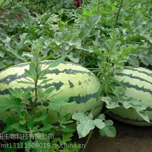 河北幕田大量元素高钾水溶肥,14-6-40+TE,瓜果蔬菜专用。氮磷钾含量60,厂家直销