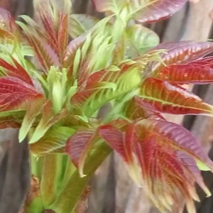 供应优质香椿苗 大棚香椿苗 红油香椿苗 基地直销 高成活***产量