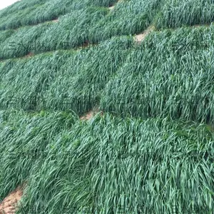 厂家直销广州市边坡绿化黑麦草种子牛羊鱼可食用的草籽