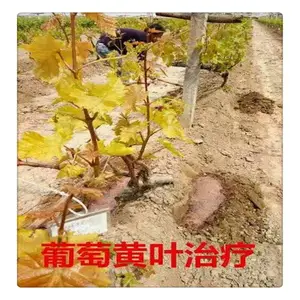 ���� ������������ EDDHA��6%������ EDTA�� ���ٻƻ�ȱ�� ����ֱ��