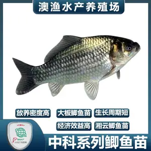 丰产白鲫鱼苗 养殖前景广阔 渔场供应 全国配送 新鲜