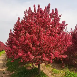 泰安市岱岳区源新苗木种植销售苗圃
