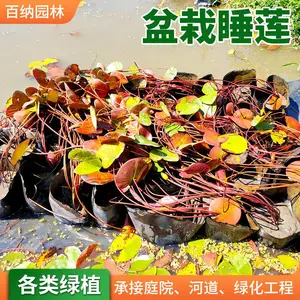 ��ɫ˯���� ����˯�� ˯���� ����˯���� ˯���� ����˯������ع�Ӧ