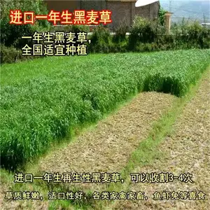 �����������è��������һ��������ɫ��������