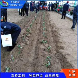 ���ͻ�����ֲ�ջ����Ի� ��Ҷ�����Ի� ���پ���ֲ��