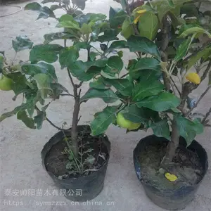 ��ţƻ������ ˧����ľ ��ľһ��ƻ������ �۴�ƻ������ ���ͻ���