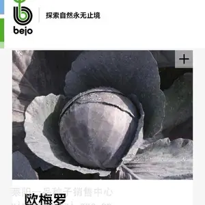 紫甘蓝种子欧梅罗内叶紫红色,外叶峦立