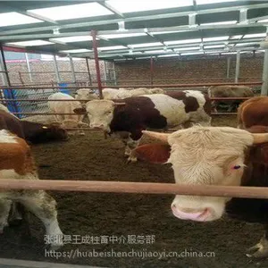嘉峪关西门塔尔小牛犊肉牛养殖效益小牛犊价格