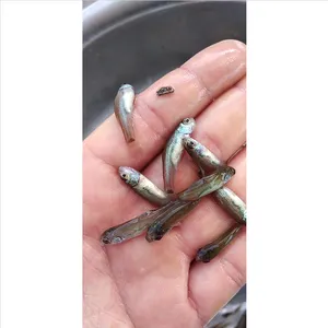基地直销无病鲜活淡水丁桂鱼苗_广东原蓝丁桂鱼苗