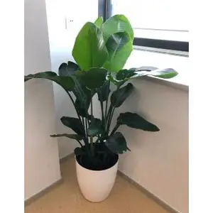 徐汇区金钱树租赁 诚信为本 上海鑫武景观绿化供应