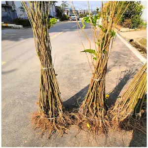嫁接板栗小苗价格 50公分高度板栗树苗批发 润景果树苗种植基地