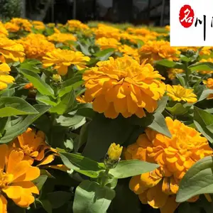 大量百日菊杯苗批发处理 四川百日菊价位 花海花境绿植 节庆租摆花卉