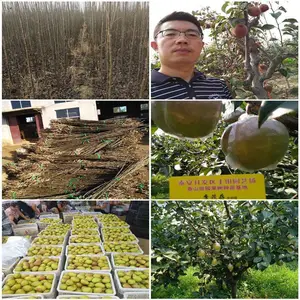 黄金梨树苗种植基地红梨树苗批发3公分黄金梨树苗报价