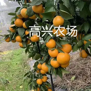 优质黄美人枝条 象山新品种黄美人苗 原产基地