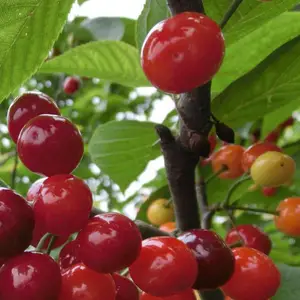 �µ��Ǵ�ӣ������� �µ��Ǵ�ӣ������� �µ��Ǵ�ӣ���缼��
