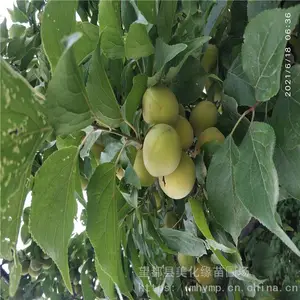 ����Ե ����÷�Ӽ۸� ��÷�� �绰����
