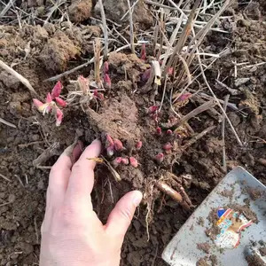 产地直发白芍种芽