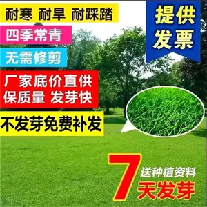 克拉玛依常青草坪的草籽经销商批发百日草草种籽