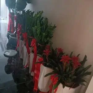 南宁汇成园艺精品盆景盆栽绿植批发市场