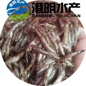 澳洲笋壳价格 泰国笋壳鱼苗批发 【港明水产淡水鱼苗批发基地】