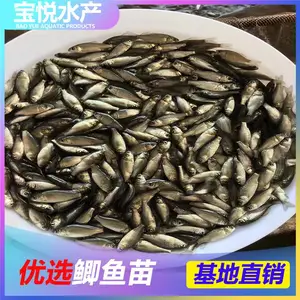 四川自贡快大鲫鱼苗多少钱一斤 荆州鲫鱼苗的***格